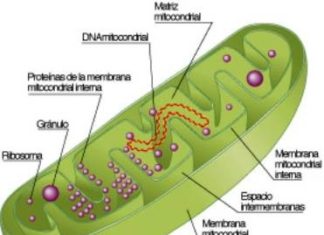 Estudio del ADN de la diaspora vasca y su influencia en su entorno