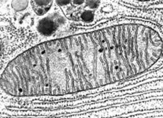 Un estudio de la Universidad de Boise sobre la evolución del ADN de los vascos en USA