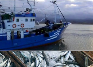 Información sobre la evolución de la pesca de la anchoa en los puertos vascos