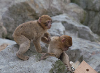 Algunas «historias» de la prehistoria vasca: caballos y macacos