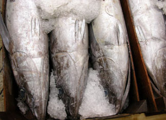 Bonito pescado incorrectamente etiquetado, y con sospechas de haber sido capturado de forma ilegal, intervenido en euskadi