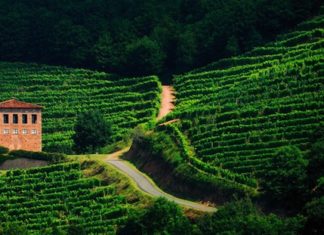 Irouléguy. Los vinos navarros de Iparralde
