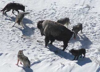 ¿Los lobos no son tan listos como parecía?