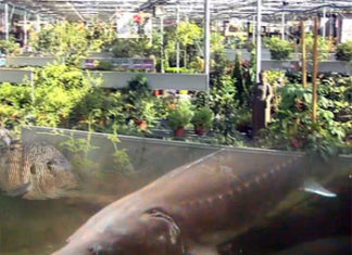 Un proyecto pionero vasco de aquicultura sostenible