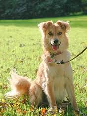 Thorough, descriptive entry on the Basque shepherding dog, from New Zealand