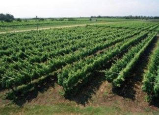 Una propuesta desde en Maine (USA) para recibir el año con un vino uruguayo de origen vasco