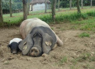 Nos hablan desde Brasil del auténtico cerdo vasco