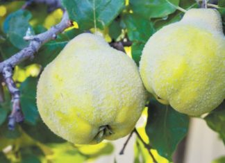 Una bonita historia, en la que se habla de los vascos en Idaho y de nuestro tradicional dulce de membrillo