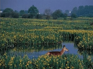 La sección Casa del Corriere della Sera habla de Gasteiz como Capital Verde de Europa 2012