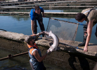 Euskadi puede convertirse en el mayor productor europeo de caviar