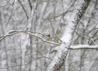 Unos paisajes nevados vascos vistos en Texas (USA)