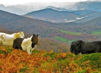 Los Vascos, un pueblo de más de 15.000 años, que colonizó Europa Una vista del Valle del Batzan (Euskadi) donde se han encontrado relaciones genéticas directas entre sus pobladores actuales y los de hace 15.000 años