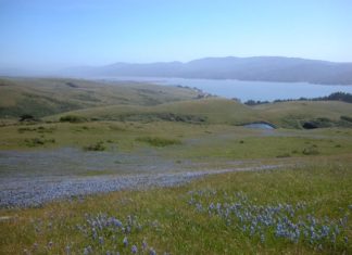 Queso vasco made in California