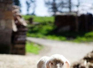 Un relato de una vasca en los USA que vuelve unos días a casa. Gracias por compartirlo con todos nosotros