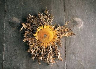 Eguzkilore: the Flower that Protects the Basques