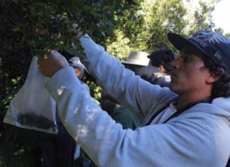 Chile: el chef vasco Aduriz participa en un proyecto de valorización del bosque valdiviano