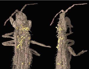 Los insectos polinizadores más antiguos conocidos se descubren en Araba