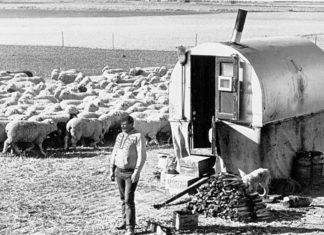 “Western Horseman” talks to us about the very current history of the Basques in the Far West Basque Sheep Herder - Oregon Historical Society Research Library bb003838