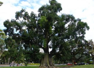 The Land of the Basques is wherever the Basques are; “El Roble y el Ombú”