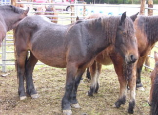 Un artículo sobre la Jaca Navarra en Wikipedia en francés