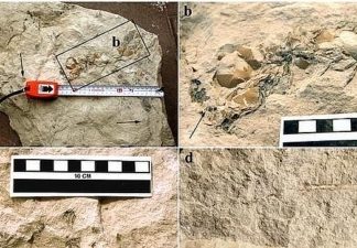 El nido fósil mas antiguo que se ha encontrado está en Navarra