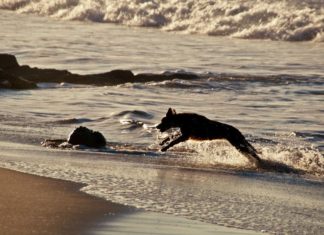 Atxabiribil hondartza (Sopela, Bizkaia). Fotografías de Margo Wiessman