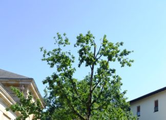 Una viajera portuguesa. De la Euskadi más cosmopolita, a la raíz de la Nación Vasca