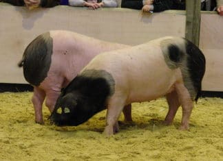 El Cerdo Vasco ha entrado en Wikipedia