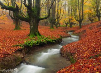 La magia de un bosque vasco, en una web australiana