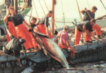 Una mala noticia. Los vascos no pescarán atún rojo este año