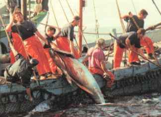 Una mala noticia. Los vascos no pescarán atún rojo este año