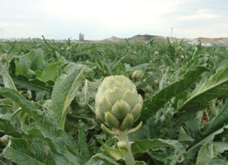 Tudela descrita con entusiasmo en una web gastronómica alemana