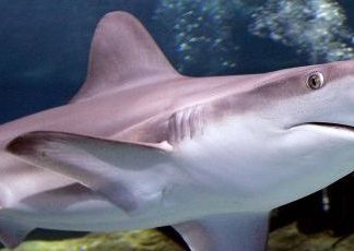 Investigadores vascos estudian hacer barcos con piel de tiburón