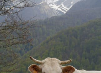 Desde Nueva Zelanda: El País Vasco es único y su gente es cálida y acogedora