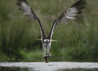 Los escoceses vuelven a colonizar Urdaibai… volando