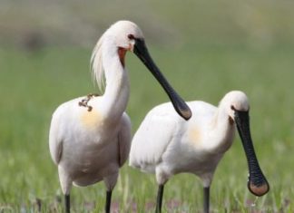 Observando las aves que abandonan Irlanda, bajo el sirimiri