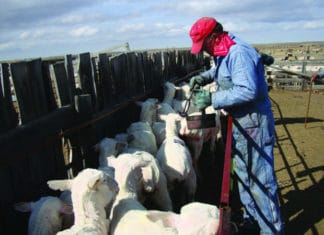 Henry Etcheverry: un pastor vasco de Idaho