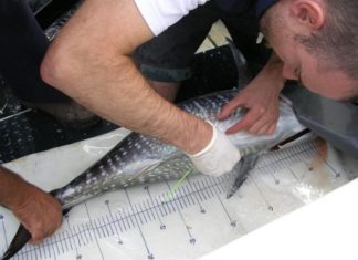 De «Bonito del norte» a «Atún bolivariano» con si fuera un «Lope de Aguirre»