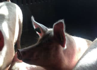 Hablando de los «cerdos vascos» y su sabrosa transformación