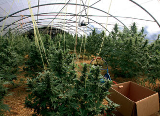 Plantaciones de marihuana en Euskadi