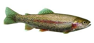 Una receta de «trucha a la navarra» desde Brasil