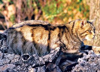 Gatos monteses en la «provincia» de Navarra
