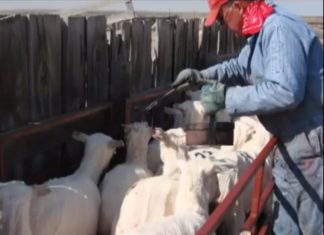 Dos historias de «rancheros vascos de hoy» en USA (vídeos)