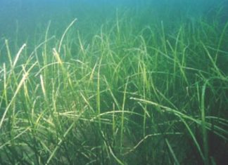 En proceso de recuperación una planta acuática en peligro de extinción en la Costa Vasca