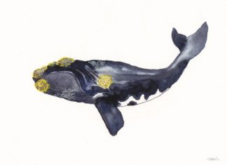 Euskaldunen eta baleen arteko harremanaren lehen erreferentziak