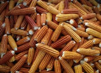 “Arto gorria”. Basque corn saved in a convent