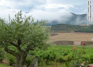 Los «vinos navarros» (casi todos) descritos en una web británica Vistas de viñedos en "Tierra Estella"