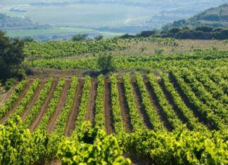 Bodegas Ostatu. En el corazón de la Rioja alavesa Viñedos de Rioja alavesa, vistos desde Samaniego