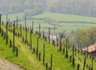 Desde Canadá: «Se dice que los vascos (de Iparralde) tienen orígenes españoles» Viñedos de Iroulegy
