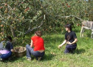 Descubre, y disfruta, los secretos de la cultura de la sidra vasca
